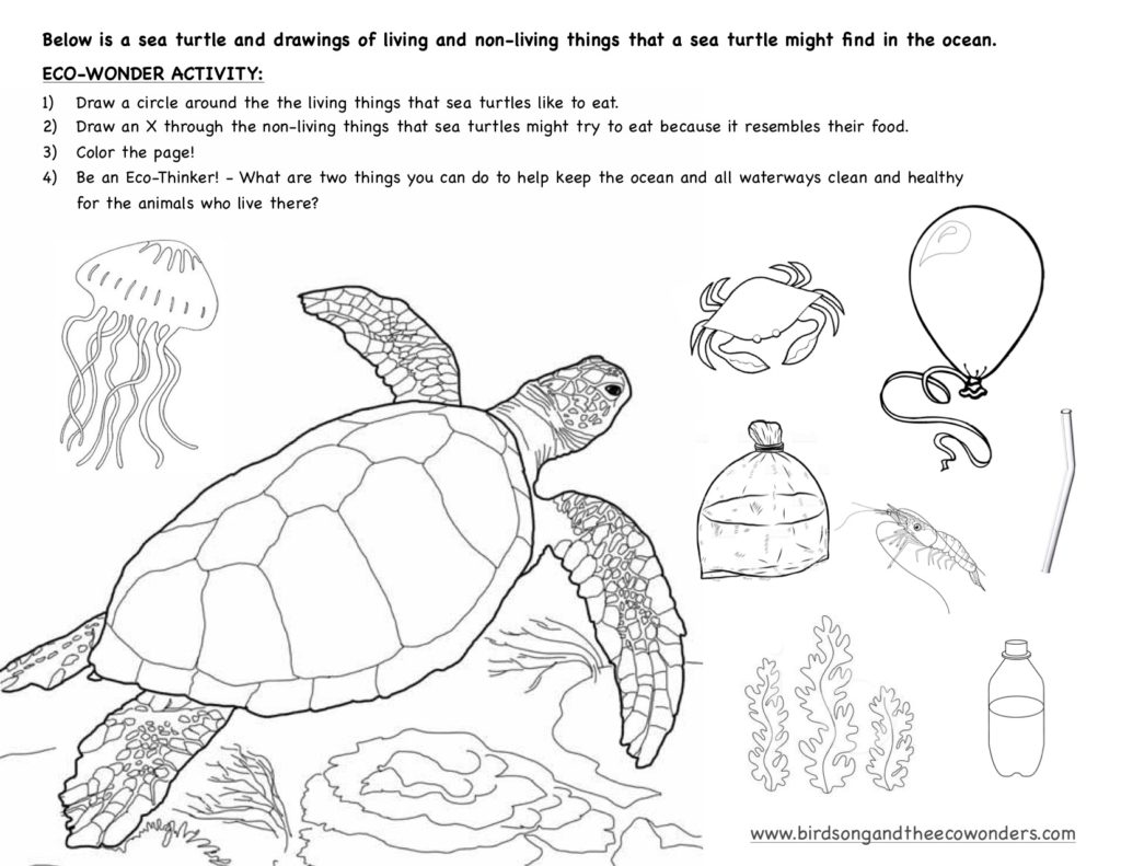 Keep the Ocean Clean! Sea Turtle Coloring/Activity Page • Birdsong and