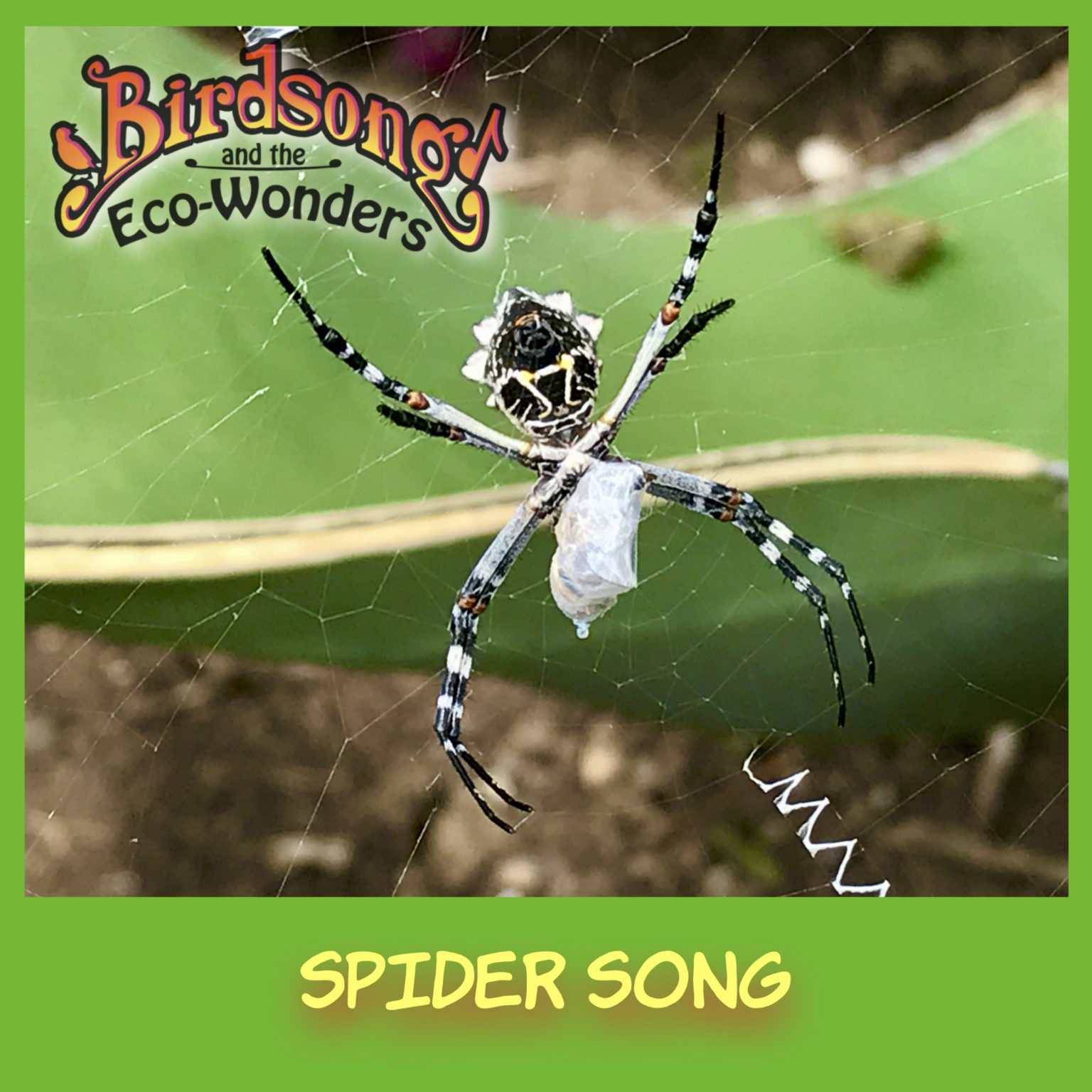 spider-song-song-download-with-lyrics-birdsong-and-the-eco-wonders